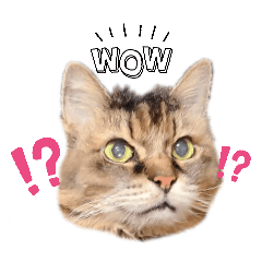 team pay_dori_20260408214236