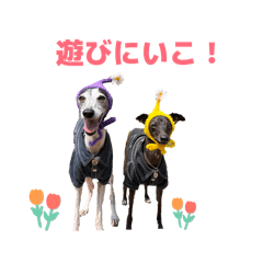 Su & co_20260408214824