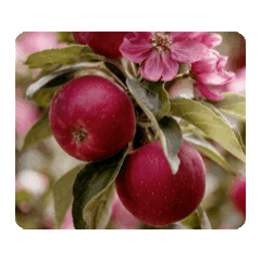 蘋果花長成紅蘋果動態貼圖1