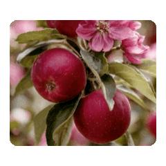 蘋果花長成紅蘋果動態貼圖.1