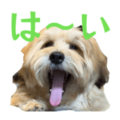 shishishi_20260408190223