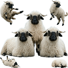 BIG! 山谷黑鼻羊真人表演