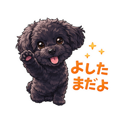 Yoshitama the Black Poodle