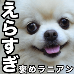 White Pomeranian that praises