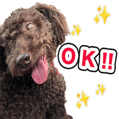 Cute Dog Daily Stickers!!