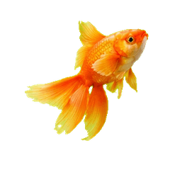 Various goldfish_isn1
