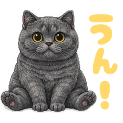 Chunky British Shorthair