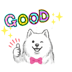 good boy Samoyed