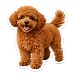 Toy Poodle cutecute