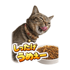 sorachine_20260408233205