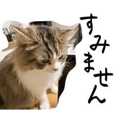 rinya_20260408232645