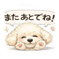 Lovely toy poodle,Leo!