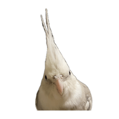 Ochawan_20260408232801