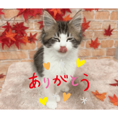 yuipyon_20260409073632