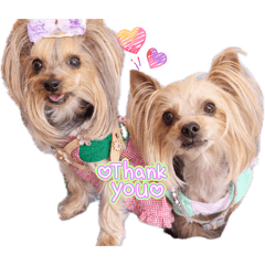 tettia_20260408183927