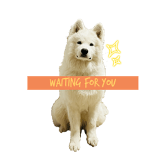 Temmie & Vivi Ornitier