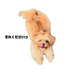 AKANE_20260408234013