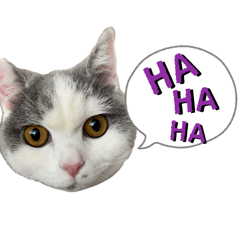 kuromugi_20260408234232