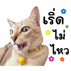 CATMEMm