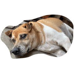 胖胖的胖胖的馬鈴薯