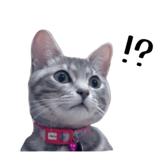 azukichi_20260409112832