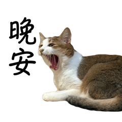 Daily life of Marc the cat