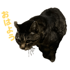 10Shock_20260409102228