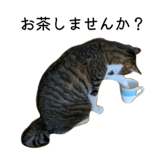 Kayopi_20260409121242