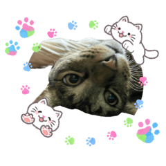 DojiKatsu_20260409121915