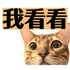 貓の生活之森杉篇