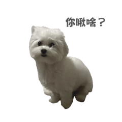 《Q比：Q彈小情緒》