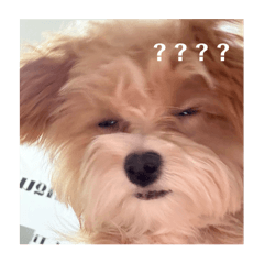 空空腦袋瓜的瑪妮！