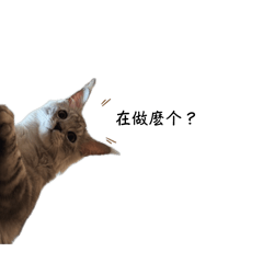 萊菈是隻客家喵