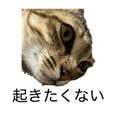 anikis_20260405141726