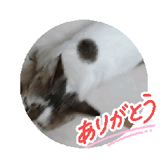 mizutamaneko-cat_20260409135140