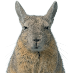 維斯卡西亞真人表演