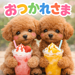 West toy poodle red n p
