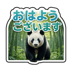 Panda Stickers for Polite Communication