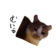 urucat_20260408201726