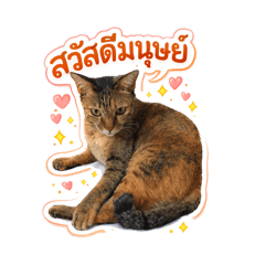 suphattra.do_20260408182258