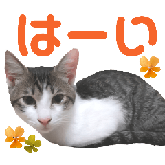 Nyakayama Cat's (Niko)