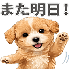 [Greetings] Maltipoo (Apricot) [Dog]