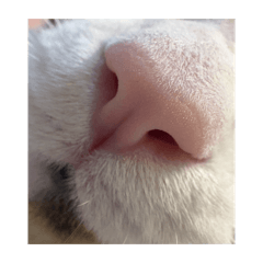 manjitaro_20260409102827 – Stickers LINE | LINE STORE