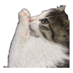 manjitaro_20260409122738 – Stickers LINE | LINE STORE