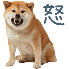 怒る柴犬のキモチ【連絡・面白い】