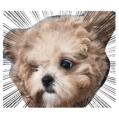 Cookie Maltipoo Puppy ver.6