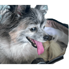 Ginsuimaru_20260409124234