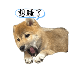 奶茶的軟萌日常