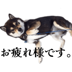 astuk_20260409011302