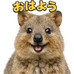 Happy Animal_Quokka Wallaby51